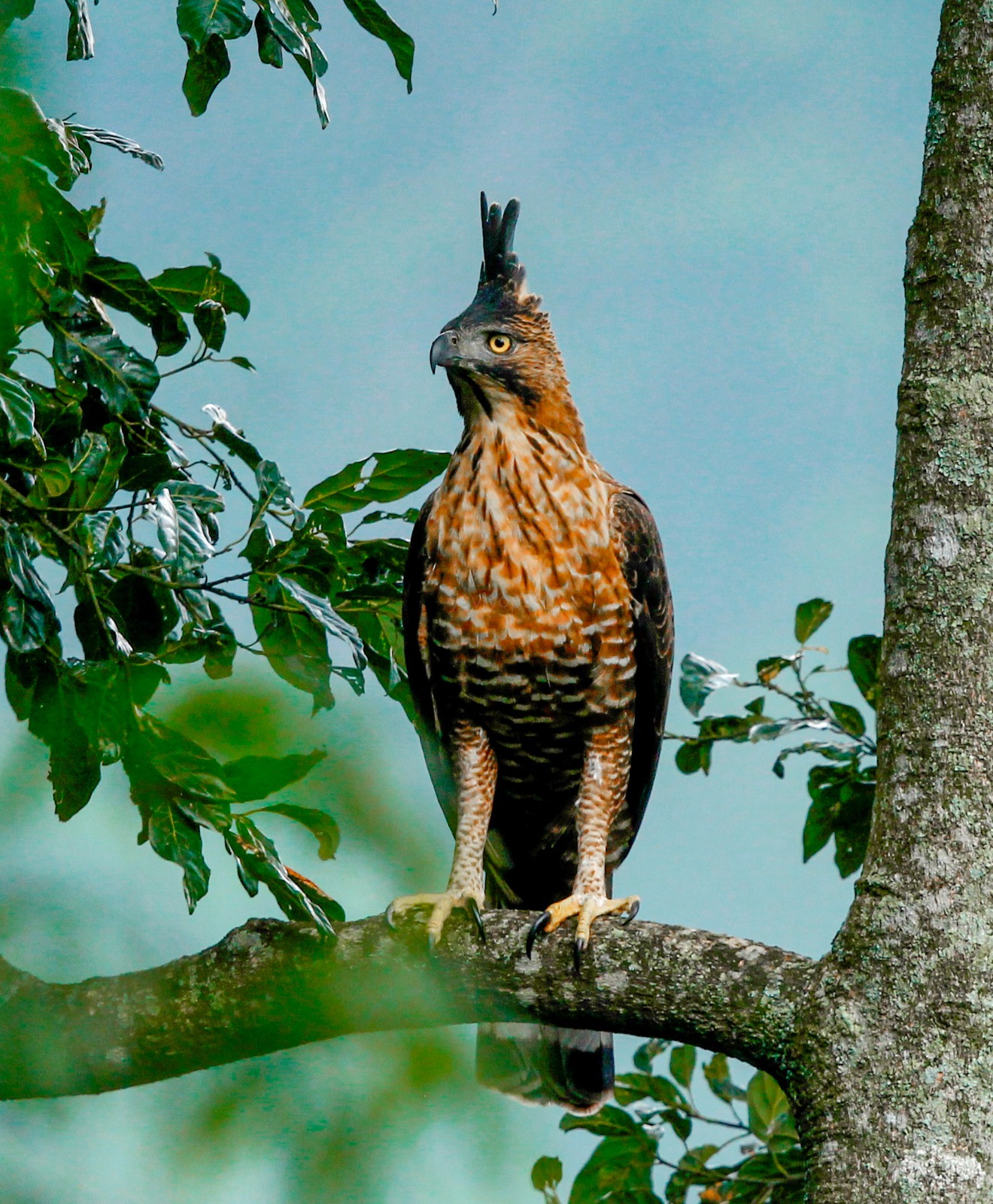 Elang Jawa (Nisaetus bartelsi)